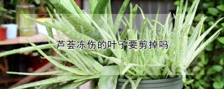 芦荟冻伤的叶子要剪掉吗,第1图