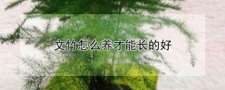 文竹怎么养才能长的好,第1图