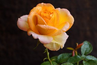 黄玫瑰可以送女朋友吗,第2图