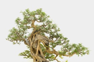 比较珍贵的盆景树种 最流行的盆景树种,第2图