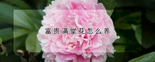 富贵满堂花怎么养,第1图