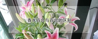 香水百合与百合的区别,第1图