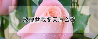 玫瑰盆栽冬天怎么养,第1图