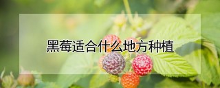 黑莓适合什么地方种植,第1图