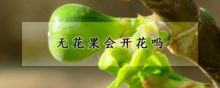 无花果会开花吗,第1图