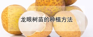 龙眼树苗的种植方法,第1图