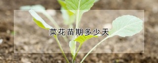 菜花苗期多少天,第1图