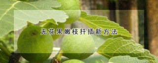 无花果嫩枝扦插新方法,第1图