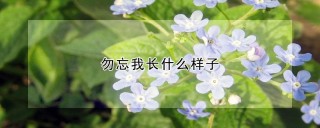 勿忘我长什么样子,第1图