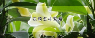 灰莉怎样繁殖,第1图