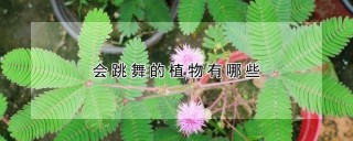 会跳舞的植物有哪些,第1图