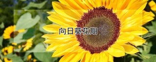 向日葵花期,第1图