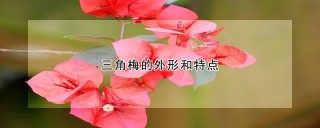 三角梅的外形和特点,第1图