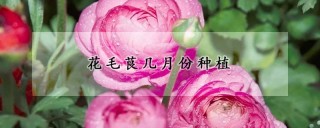 花毛茛几月份种植,第1图