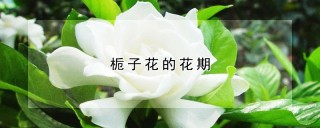 栀子花的花期,第1图