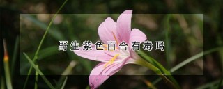 野生紫色百合有毒吗,第1图