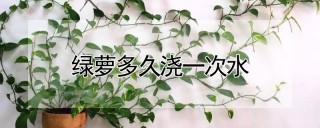 绿萝多久浇一次水,第1图