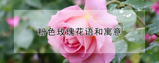 粉色玫瑰花语和寓意,第1图