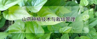 山药种植技术与栽培管理,第1图