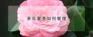 茶花夏季如何管理,第1图