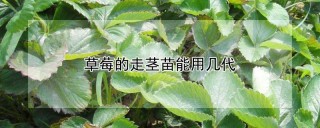 草莓的走茎苗能用几代,第1图