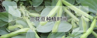 兰花豆种植时间,第1图