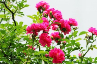 蔷薇花语,第3图