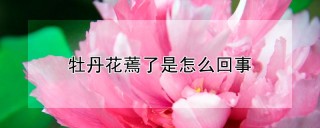 牡丹花蔫了是怎么回事,第1图