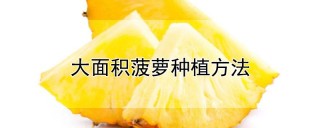 大面积菠萝种植方法,第1图