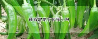 辣椒需要打顶摘心吗,第1图