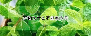 罗勒为什么不能室内养,第1图