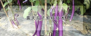 露天茄子剪枝技术,第1图