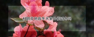 杜鹃花地栽冬天室外能过冬吗,第1图