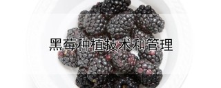 黑莓种植技术和管理,第1图