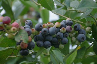 夏普蓝蓝莓品种介绍,第2图