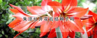 朱顶红开花后结种子吗,第1图