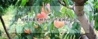 桃树和葡萄树为什么不能种在一起,第1图