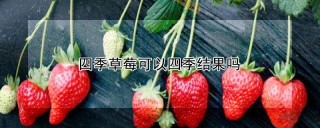 四季草莓可以四季结果吗,第1图