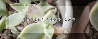 多肉下面的叶子枯萎是什么原因,第1图