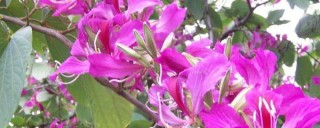 紫荆花可以种在院子里吗,第1图