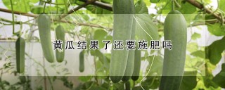 黄瓜结果了还要施肥吗,第1图