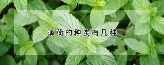 薄荷的种类有几种,第1图