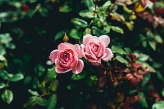 粉色玫瑰花语11朵,第3图