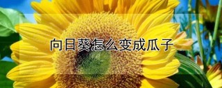 向日葵怎么变成瓜子,第1图