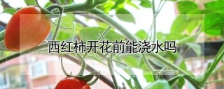 西红柿开花前能浇水吗,第1图