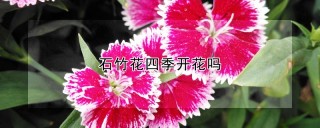 石竹花四季开花吗,第1图