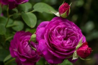 紫玫瑰的花语,第3图