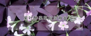 紫叶酢浆草如何移盆,第1图