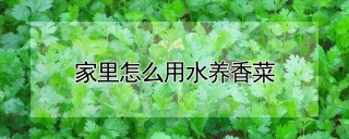 家里怎么用水养香菜,第1图