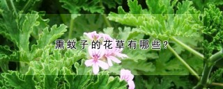 熏蚊子的花草有哪些?,第1图